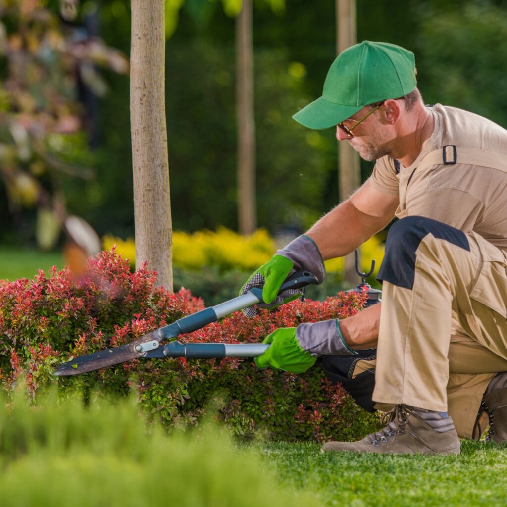 caucasian professional garden worker trimming plan t3v9mpc.jpg