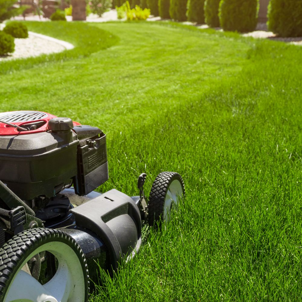 lawn mower p3tsp4y.jpg