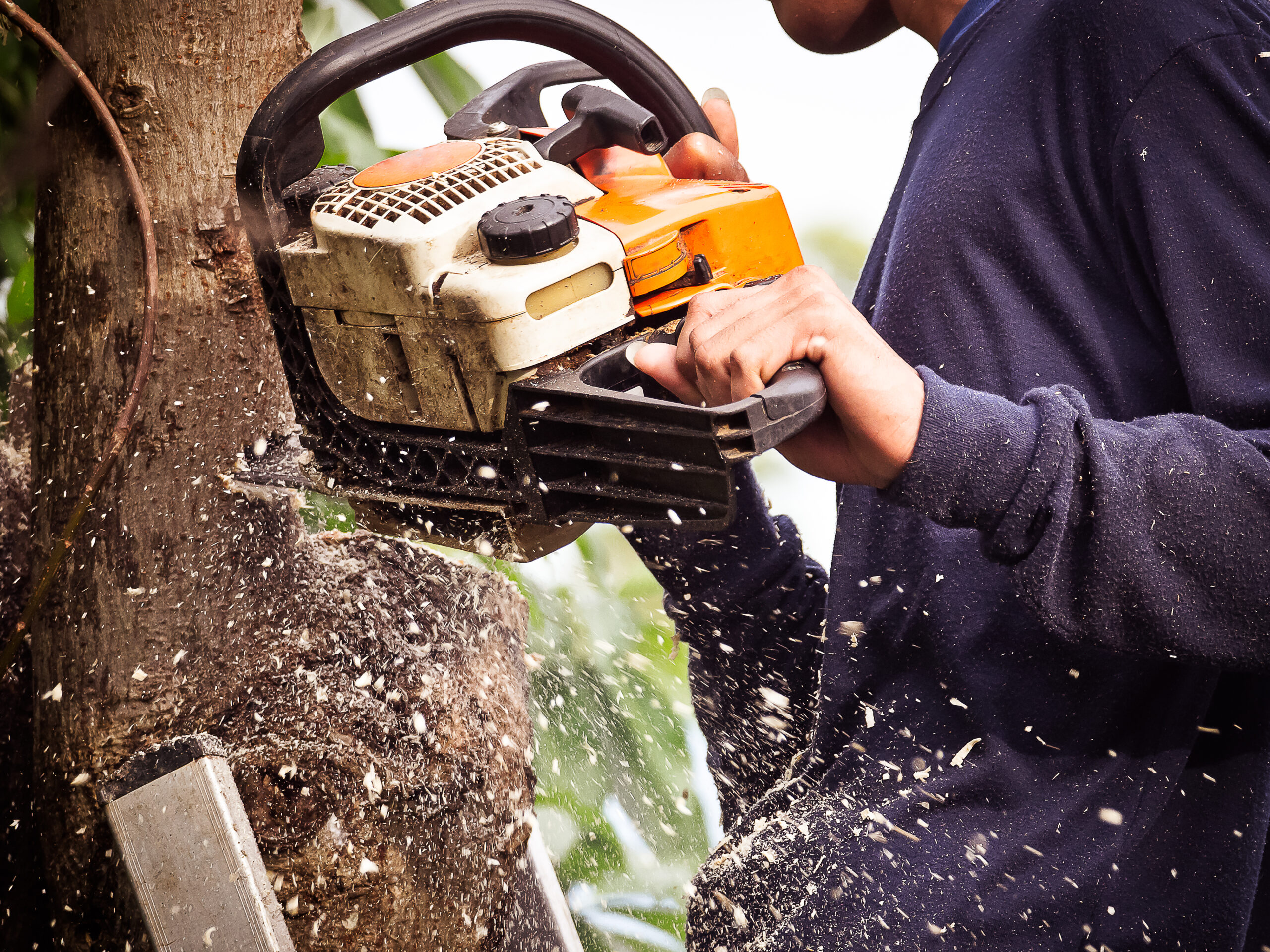 the gardener is using a chainsaw to prune trees